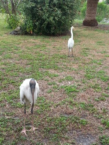 20130404_171918.jpg image