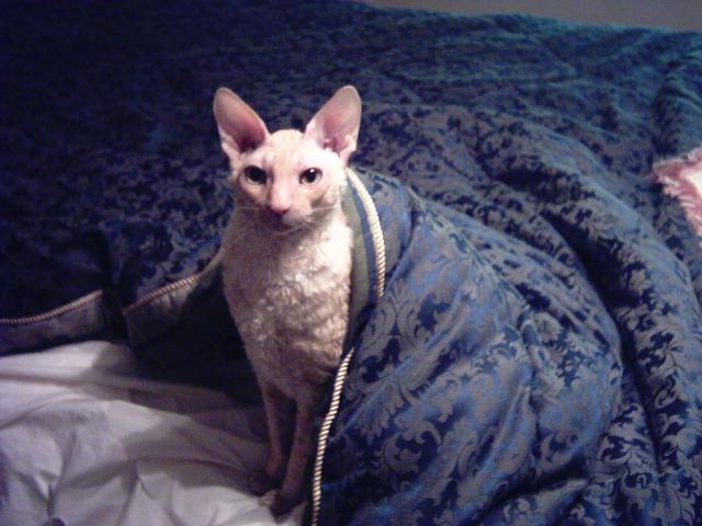 Merlin_in_bed_June2004